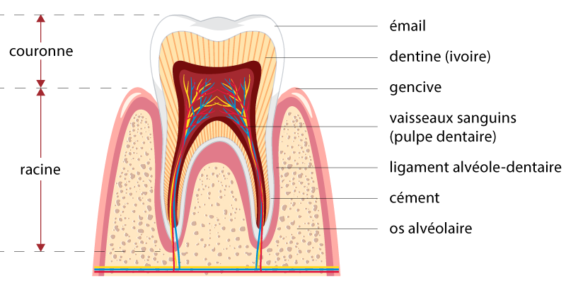 traumatisme dentaire, schéma d'une dent, schéma